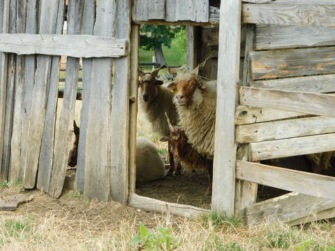 Vasi Skanzen, Szombathely, Magyar racka juh