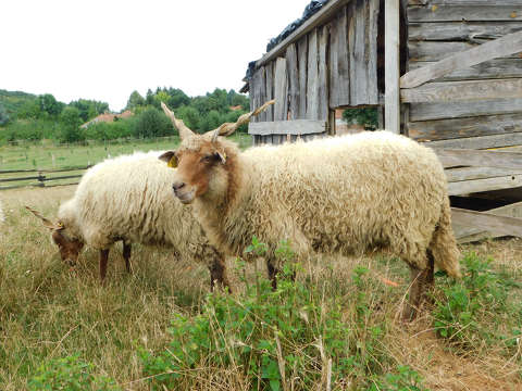 Vasi Skanzen, Szombathely, Magyar racka juh