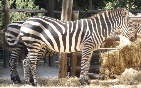 Zebra