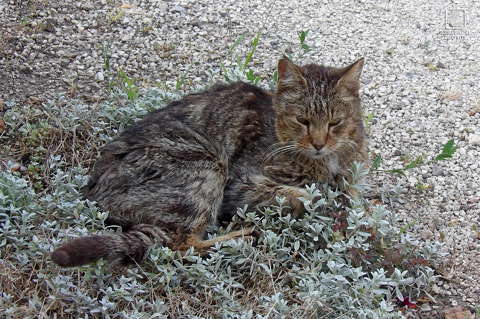 Grizabella a macska