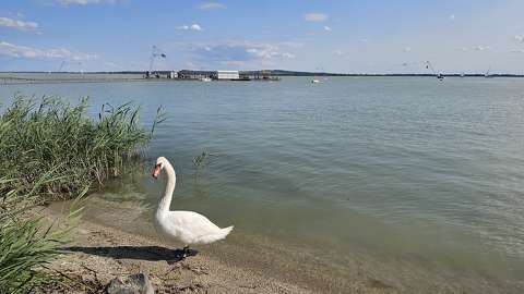 balaton hattyú tó vizimadár