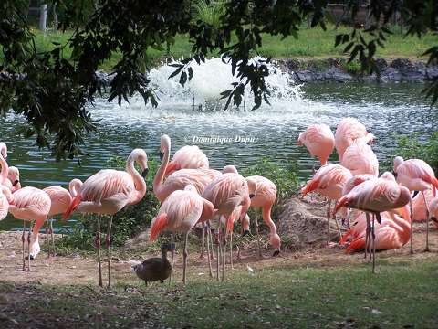 Flamants roses au Zoo de la Palmyre - France