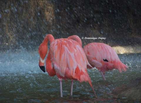 Flamants roses au Zoo de la Palmyre - France
