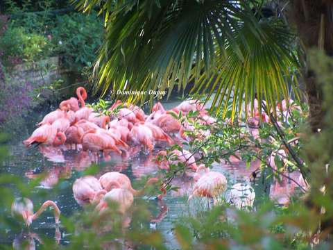 Flamants roses au Zoo de Beauval