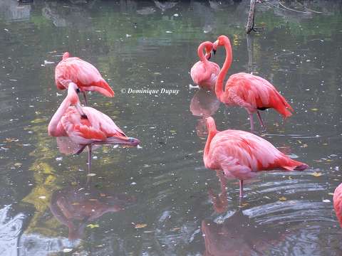 Flamants roses au Zoo de Beauval
