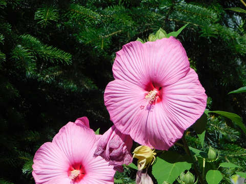 Óriás hibiszkusz