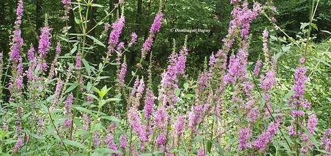 Epilobe en fleurs