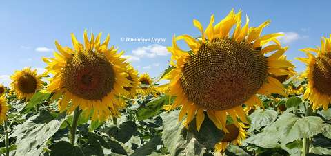 Tournesols