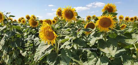 Tournesols