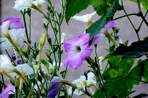 petunia, kerti virág