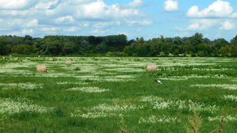 Tokaj, gólya