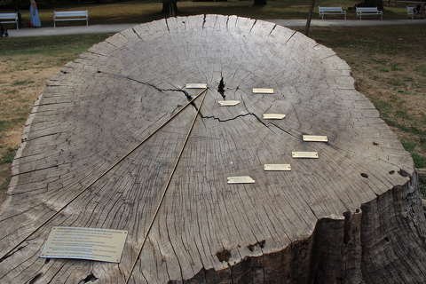 Évgyűrűk, Keszthely, Festetics kastély park