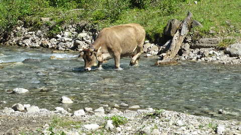 nyár