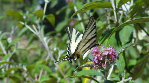 Kardszárnyú pillangó
