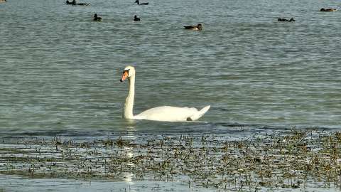 balaton hattyú kacsa tó