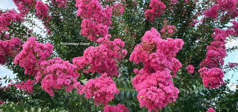 Lilas de Indes