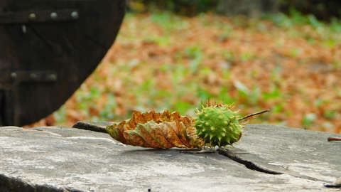 Lehullott