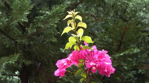 bougainvillea címlapfotó