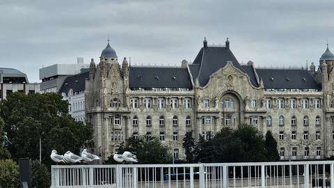 budapest magyarország sirály vizimadár