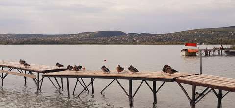 Balatonfűzfő, tőkés récék.