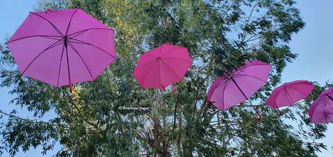 Parapluies roses
