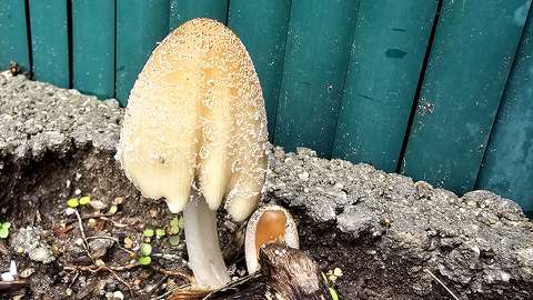 Tintagomba