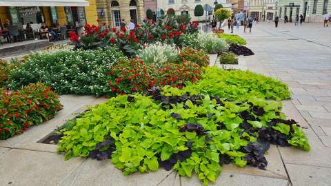 Pécs Széchenyi tér