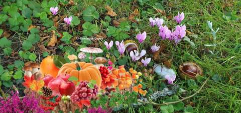 Automne
