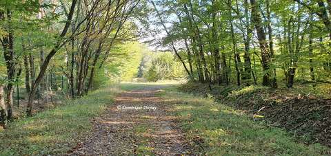 Forêt