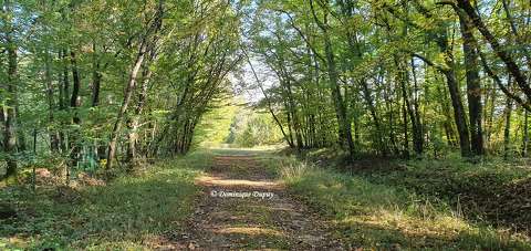Forêt