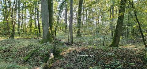 Forêt