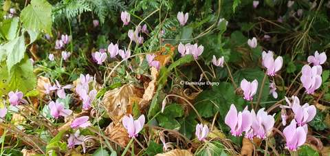 Cyclamens