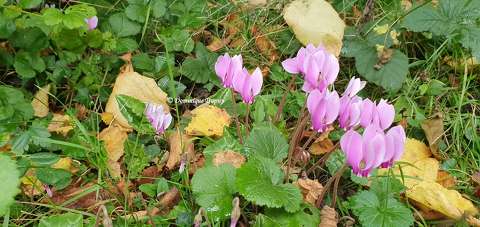 Cyclamens
