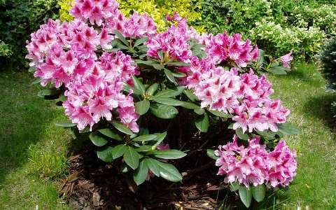 rododendron