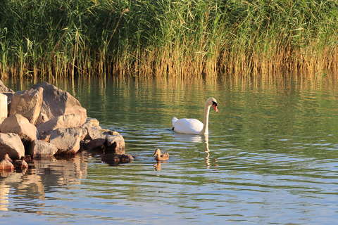 Balaton
