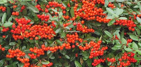 Baies rouges - Pyracantha