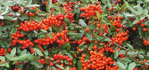 Baies rouges - Pyracantha