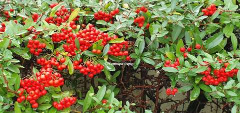 Baies rouges - Pyracantha