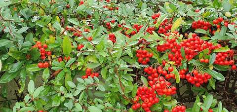 Baies rouges - Pyracantha