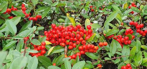 Baies rouges - Pyracantha