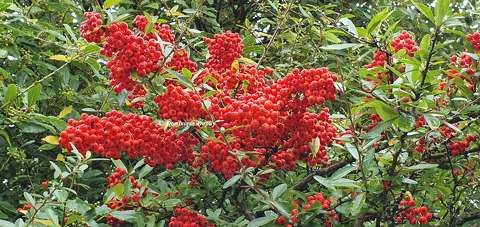Baies rouges - Pyracantha