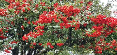 Baies rouges - Pyracantha