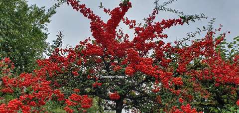 Baies rouges - Pyracantha