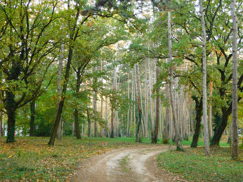Balatonfűzfő