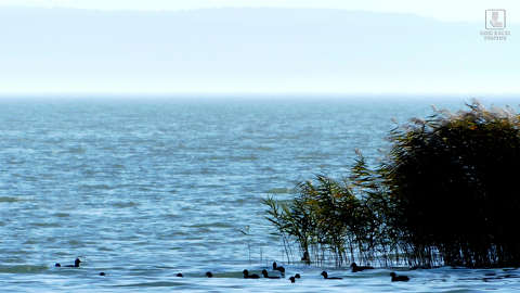 balaton, nádas, madár