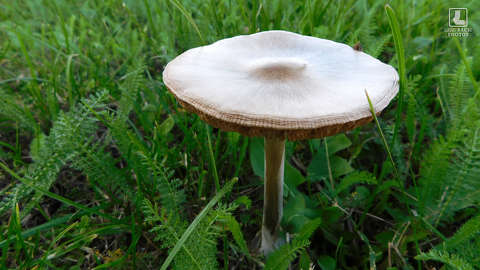 gomba