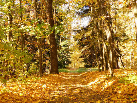 Zirci Ciszterci Apátság Arborétum, őszi út