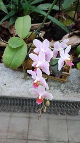 orchidea