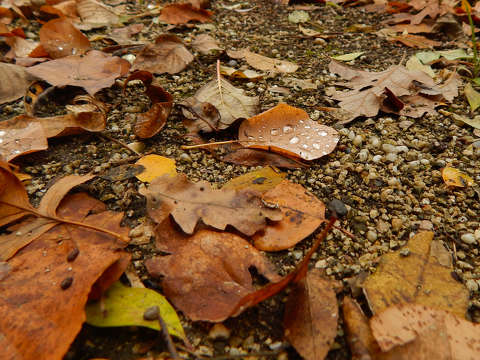 November