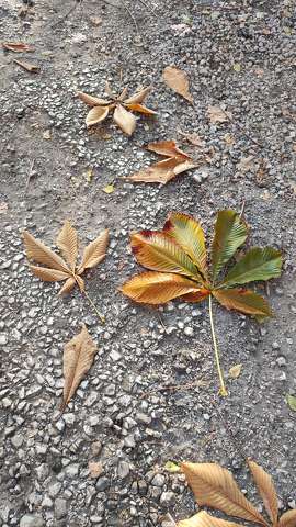 falevél, ősz